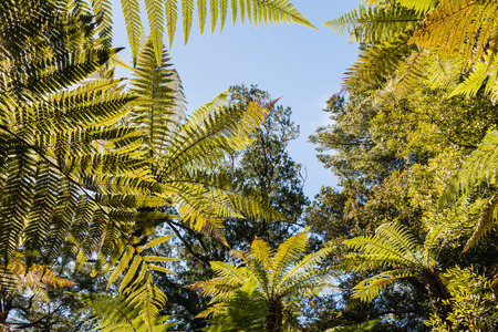 tropical rainforest tree canopy against blue skyの写真素材