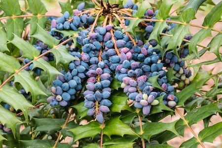 closeup of blue mahonia berries and leavesの写真素材