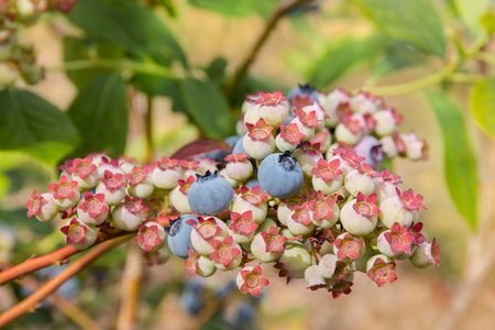 ripe and unripe blueberries on blueberry bushの写真素材