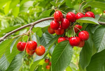 closeup of organic ripe cherries on tree in cherry orchardの写真素材