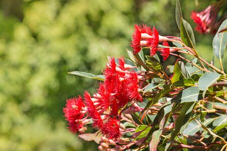 closeup of isolated red eucalyptus tree flowersの写真素材