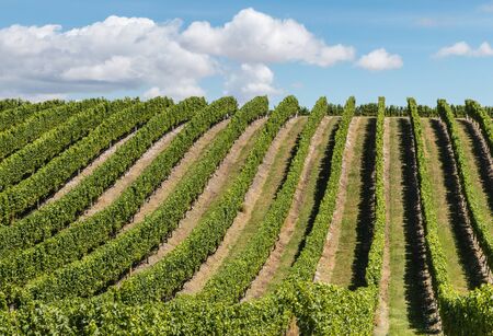 closeup of grapevine growing in rows in vineyard over hillの写真素材