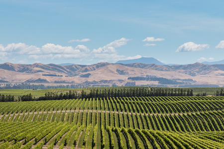 aerial view of New Zealand vineyards across rolling hillsの写真素材