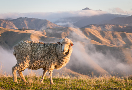 closeup of grazing merino sheep with mountains at sunsetの写真素材