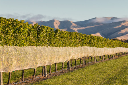 New Zealand vineyard with netting protection at harvest timeの写真素材