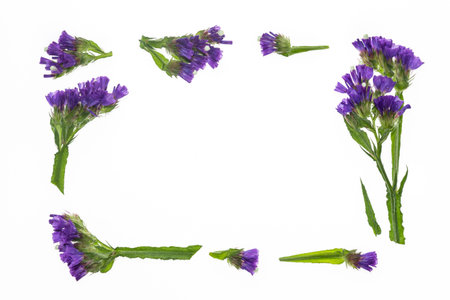 purple statice flowers border frame on white background