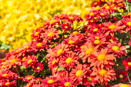 orange daisy chrysanthemum flowers in bloomの写真素材