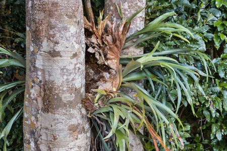closeup of parasitic bromeliad growing on kauri tree trunkの写真素材