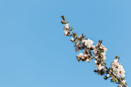manuka tree twig with white flowers against blue skyの写真素材