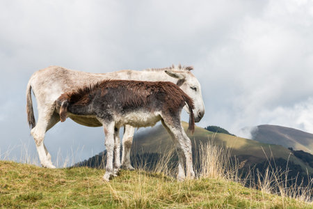 donkey jenny with suckling foal on alpine meadowの写真素材