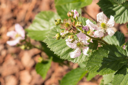 detail of blackberry flowers and buds in bloom