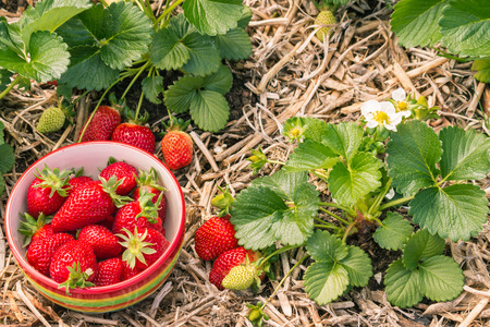 organically grown strawberry plants with ripe strawberries in china bowlの写真素材