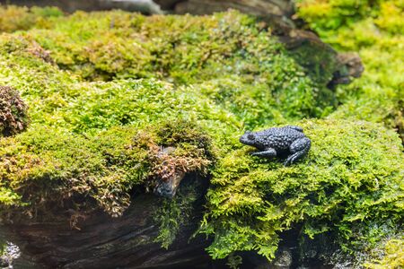 closeup of European toad sitting on wet mossの写真素材