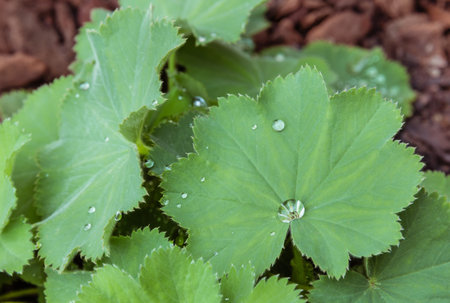 detail of rain drops on alchemilla mollis plant leaf