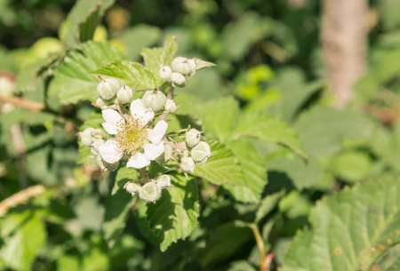 close-up of wild blackberry bush flowers and budsの写真素材