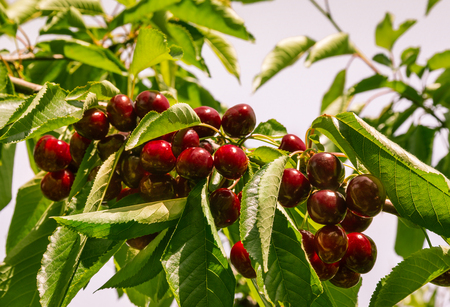 ripe sweet cherries on cherry tree against skyの写真素材