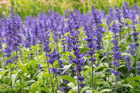 blue garden sage flowers in bloom with blurred backgroundの写真素材