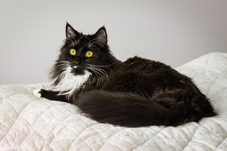 black and white cat resting on grey duvetの写真素材