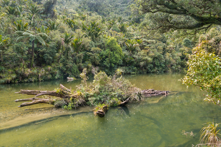 Porarari river in Paparoa National Park, West Coast, South Island, New Zealandの写真素材