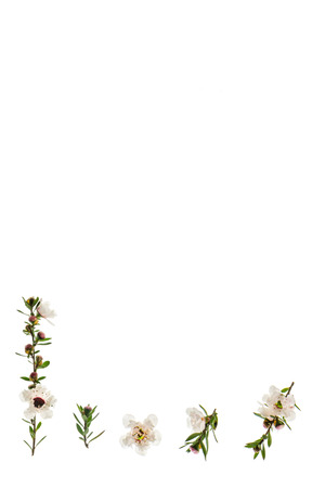 manuka tree flowers isolated on white background with copy space aboveの写真素材
