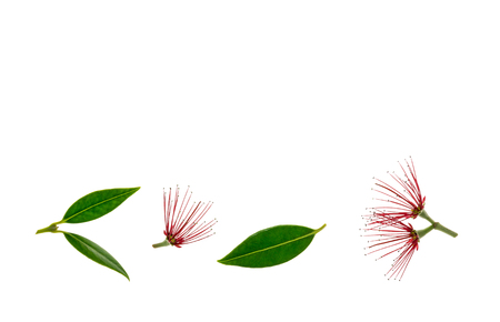 pohutukawa tree flowers and leaves isolated on white background with copy space aboveの写真素材