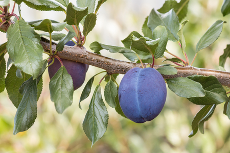 ripe prune plum on plum tree with copy spaceの写真素材