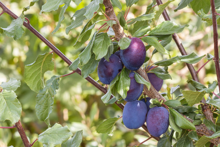 close-up of ripe damson plums on plum treeの写真素材