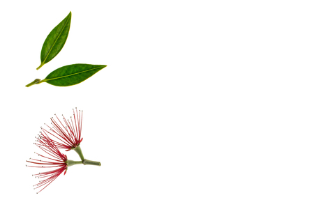 New Zealand Christmas tree flowers and leaves isolated on white background with copy space on rightの写真素材