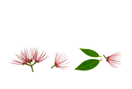 red pohutukawa tree flowers in bloom with leaves on white backgroundの写真素材