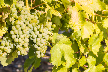 bunches of ripe Sauvignon Blanc grapes growing on vine in vineyardの写真素材