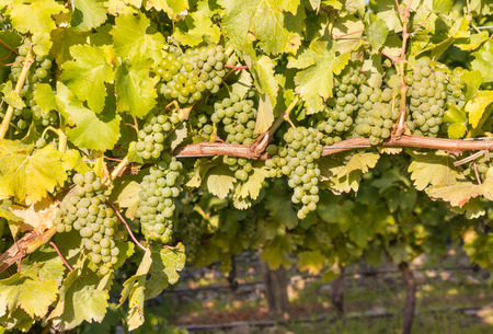 Sauvignon Blanc grapes ripening on vine in vineyard with copy space belowの写真素材