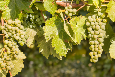 bunch of ripe Muscat grape on vine in vineyard with copy spaceの写真素材
