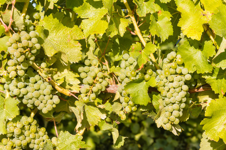 closeup of ripe Muscat grapes growing on vine in vineyardの写真素材