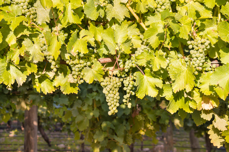 ripe Chardonnay grapes on vine in vineyard at harvest timeの写真素材