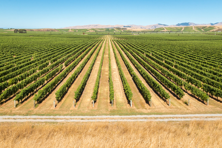 rows of grapevine in New Zealand vineyards with copy spaceの写真素材