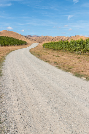 gravel road across vineyard landscape in Marlborough region of New Zealandの写真素材