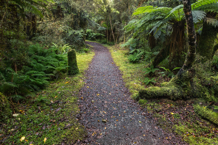 hiking track leading through temperate rainforest in New Zealandの写真素材