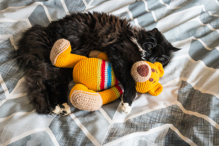 closeup of black kitten sleeping on bed with orange crochet teddy bearの写真素材