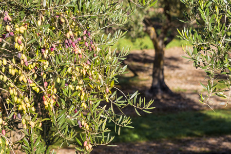 Kalamata olives ripening on olive tree with blurred background of olive groveの写真素材