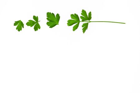 fresh garden parsley leaves on white background with copy space belowの写真素材