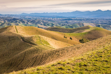 rolling hills landscape in New Zealand at sunset
