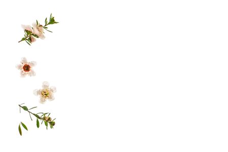 closeup of white manuka flowers isolated on white background with copy space on rightの写真素材