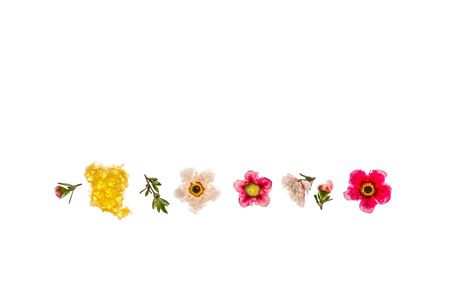 pure manuka honey with pink and white manuka flowers isolated on white backgroundの写真素材