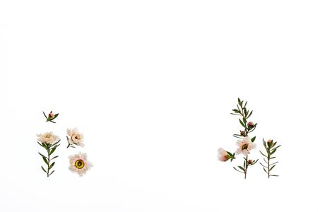 white New Zealand manuka tree flowers in bloom with copy space in middleの写真素材