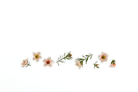 collection of New Zealand teatree flowers on white background with copy space aboveの写真素材