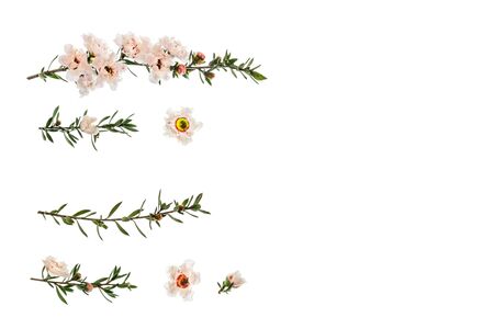 New Zealand teatree flowers and twigs isolated on white background with copy space on rightの写真素材