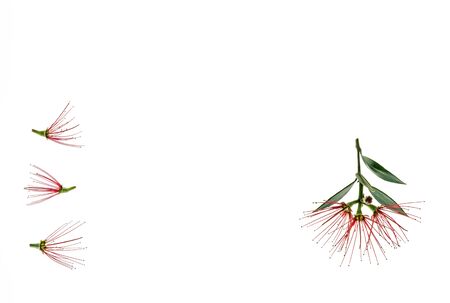 red pohutukawa tree flowers on white background with copy space in middleの写真素材