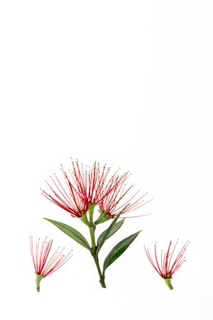 closeup of red pohutukawa tree flowers with copy space aboveの写真素材