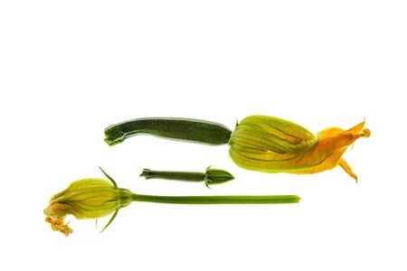 closeup of baby zucchini with flowers on white background with copy space aboveの写真素材