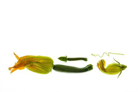 closeup of fresh zucchini plant and flowers on background with copy space aboveの写真素材